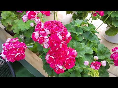 Видео: #732. Рубрика" первое впечатление от сорта"