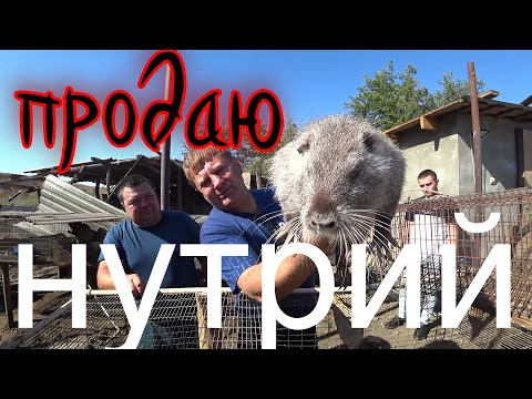 Видео: Обзор нутрий!  продаём ,случаем ,примиряем!