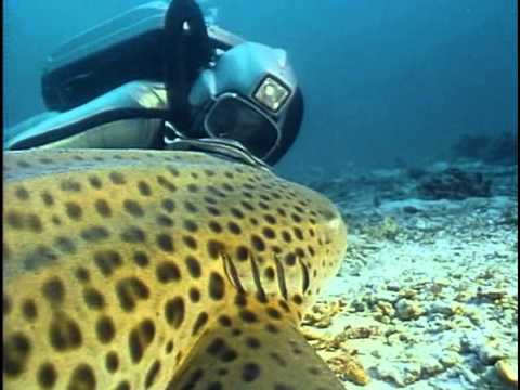 Видео: 5- Одиссея Жака Кусто - Тайланд