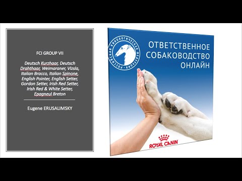 Видео: Особенности судейства десяти групп пород FCI: Группа VII | «Ответственное собаководство онлайн»