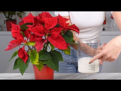 Видео: СЕКРЕТ садовода для пуансеттий! Пусть ваши пуансеттии цветут ВСЮ зиму!