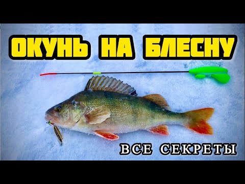 Видео: Окунь на блесну. Зимняя рыбалка. Техника и тактика ловли на вертикальную блесну со льда