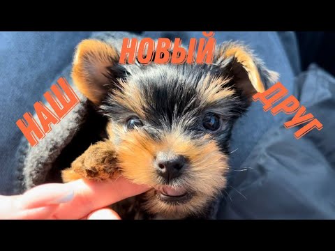 Видео: Покупаю щенка Йорка | Первый месяц малыша🐶