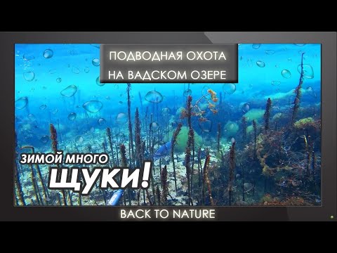 Видео: Подводная охота зимой на Вадском озере. Много ЩУКИ!