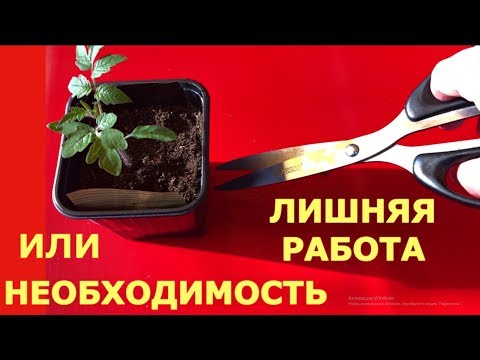 Видео: Правильная ПИКИРОВКА с ОБРЕЗКОЙ корня или без?