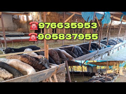 Видео: Кыргызстан парода бугоз куйлар Сотилади тел 90 535  79 55.  97 663 59 53 