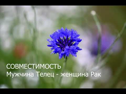 Видео: Совместимость мужчины Тельца и женщины Рака