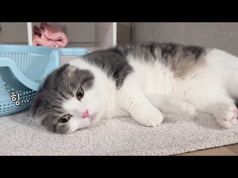 Видео: Реакция кошки: 24 часа без мамы.