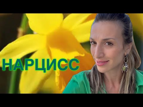 Видео: ЦВЕТОЧНЫЕ АРОМАТЫ НА ВЕСНУ | ТОП-10 АРОМАТОВ С НАРЦИССОМ