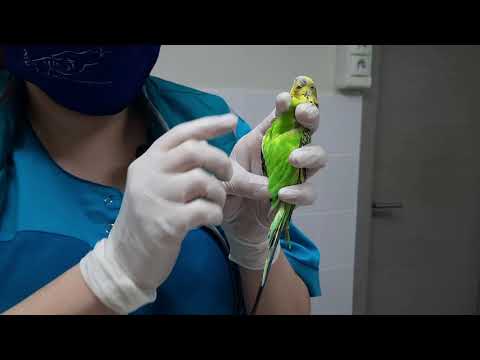 Видео: Орнитологический приём. Часть 1