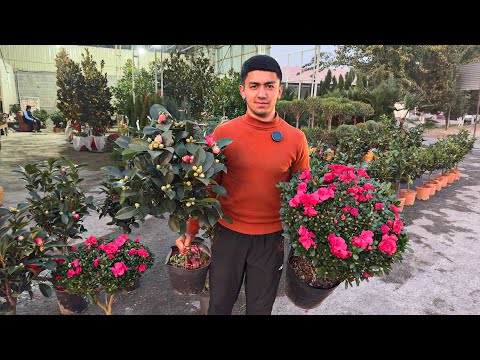 Видео: КАМЕЛИЯ ГУЛЛАРИ ВА АЗАЛИЯ ГУЛЛАРИ CHIROYLI GULLAR #gullar #гуллар 