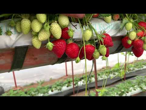 Видео: Ягоди сорт Флоренция във фаза на плододаване - Florence strawberries at the fruiting stage