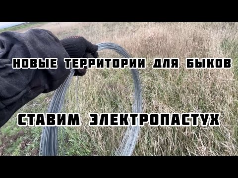 Видео: Электропастух для быков