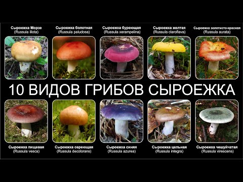 Видео: Топ 10 СЪЕДОБНЫХ ВИДОВ ГРИБОВ СЫРОЕЖКА