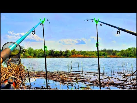 Видео: Весенние КАРАСИ на ПРУЖИНУ и ФИДЕР.  Рыбалка на донки на карася
