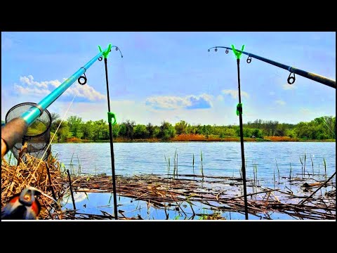 Видео: Весенние КАРАСИ на ПРУЖИНУ и ФИДЕР.  Рыбалка на донки на карася