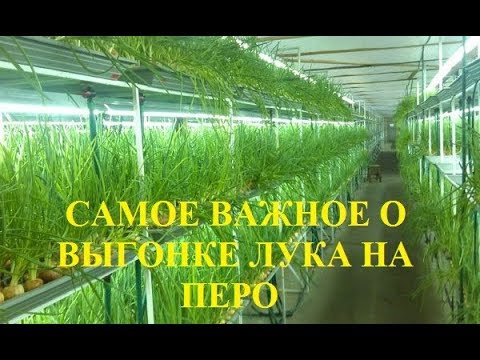 Видео: Самое важное для тех, кто хочет заниматься выгонкой лука на перо в коммерческих целях!!!