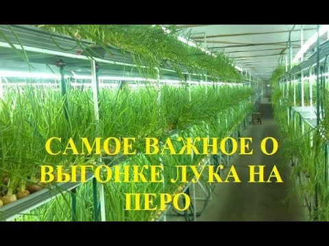 Видео: Самое важное для тех, кто хочет заниматься выгонкой лука на перо в коммерческих целях!!!