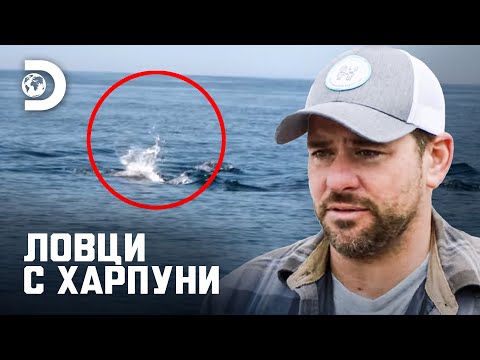 Видео: „Нещо изскача!“ | Ловци с харпуни
