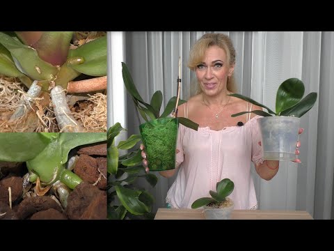 Видео: Орхидеи. Стоило ли так пересаживать?