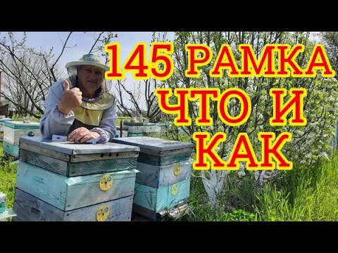 Видео: Работа с ульями на 145 рамку. Противо роевые работы 🐝👀🙋‍♂️