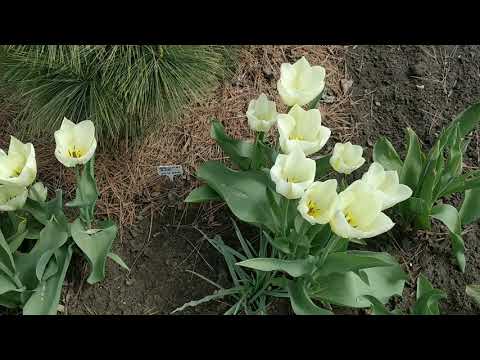 Видео: Тюльпаны Кауфмана. Фостера Грейга 28042021год