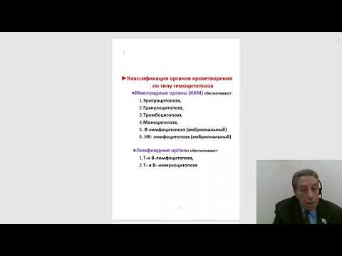 Видео: Гистология 2.Органы кроветворения и иммуногенеза