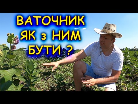 Видео: 🤔ЗНИЩУВАТИ ЧИ РОЗМНОЖУВАТИ ВАТОЧНИК МЕДОНОСНИЙ🍯 ?🦻👂
