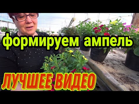 Видео: Формировка ампельного куста от А до Я! Петуния.