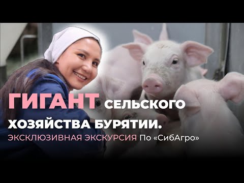 Видео: Гигант сельского хозяйства Бурятии. Эксклюзивная экскурсия по «Сибагро»