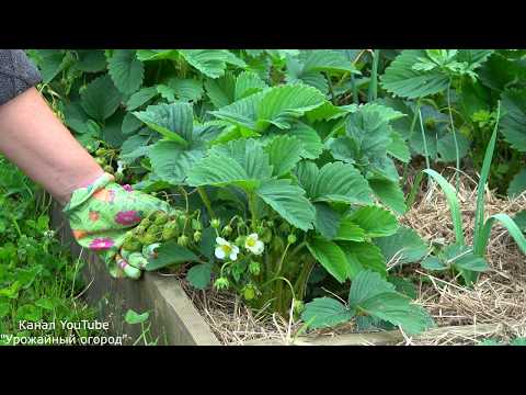 Видео: В 2 РАЗА БОЛЬШЕ КЛУБНИКИ БЕЗ ПОДКОРМОК ЕСЛИ СДЕЛАТЬ ЭТО ВО ВРЕМЯ ПЛОДОНОШЕНИЯ!!!