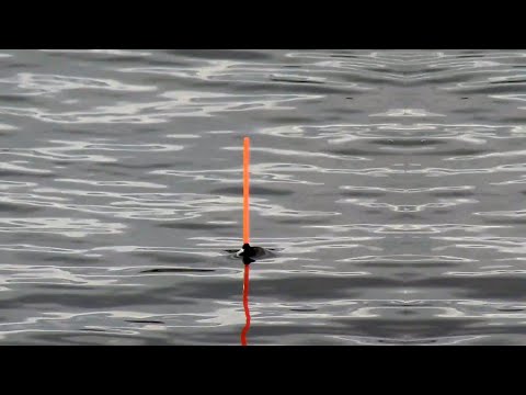 Видео: ПЛОТВА НА ПОПЛАВОК! Рыбалка на удочку