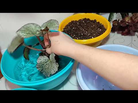 Видео: Пересаживаем залитые бегонии.