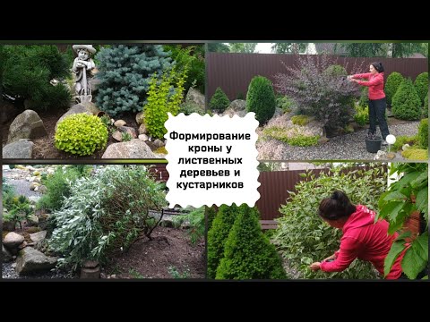 Видео: Формирование кроны у лиственных деревьев и кустарников.