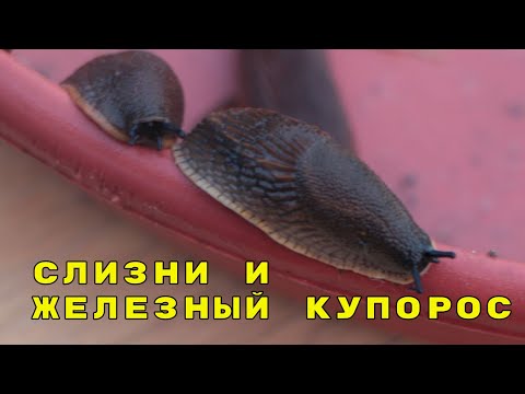 Видео: железный купорос и слизни, продолжение моего "экшена" про борьбу с испанскими слизнями