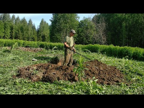 Видео: Лето в разгаре - приступаю к шурфам #434