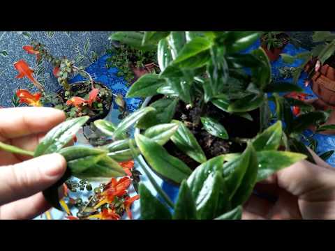 Видео: Комнатные растения -  колумнея. Такие разные и красивые.🍀🍀🍀