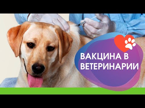 Видео: Вакцинация в ветеринарии