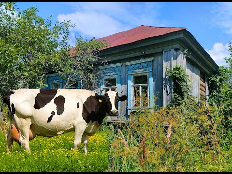 Видео: ТУТ ЖИВУТ КОРОВЫ, НО НЕТ ЛЮДЕЙ! Заброшенная деревня ПЕТРОВКА. Республика Мордовия