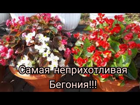 Видео: Бегония ВЕЧНОЦВЕТУЩАЯ (всегдацветущая). Условия выращивания и размножения.