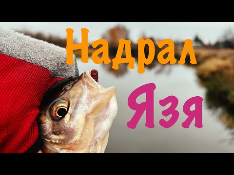 Видео: Язь БУЙСТВУЕТ! Попал на раздачу с Gamakatsu LUXXE Yoihime Hana S63UL-solid