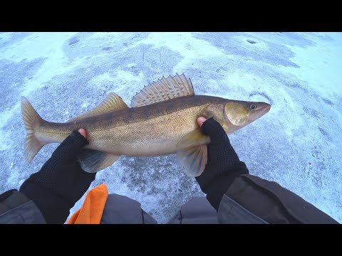 Видео: СУДАК и ЩУКА на ВИБЫ (ратлины) - УДАЧНО ОТКРЫЛСЯ НА РЕКЕ! Зимняя рыбалка! Ловля хищника со льда!