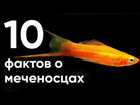 Видео: 10 главных фактов о меченосцах