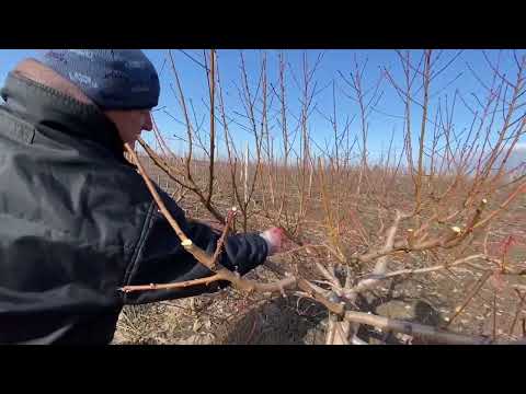 Видео: Професійна обрізка 3х-річного персика