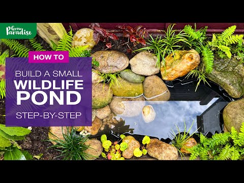 Видео: Как построить небольшой пруд для диких животных — пошаговое руководство