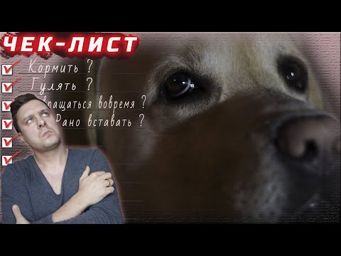 Видео: Хотите ЗАВЕСТИ СОБАКУ? Смотрите ЧЕК ЛИСТ, проверьте себя!