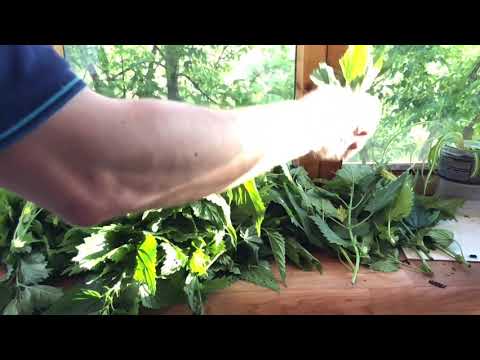 Видео: Жгучее лакомство для креветок.