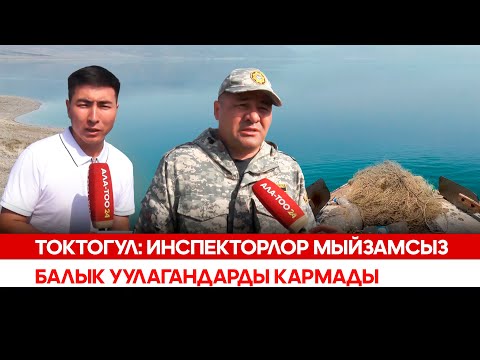 Видео: Токтогул: Инспекторлор мыйзамсыз балык уулагандарды кармады