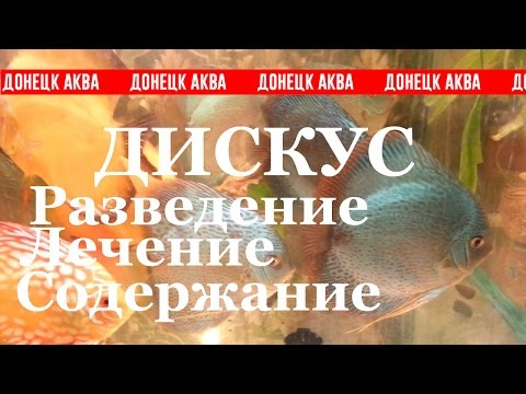 Видео: дискусы, Symphysodon, советы, как развести, la deposizione delle uova Discus, reproducción de disco