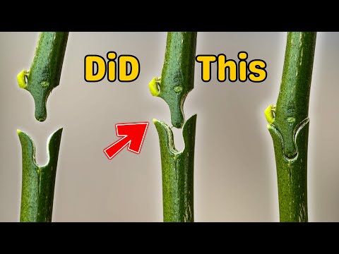 Видео: Этот современный метод прививки лимона, о котором люди даже не подозревают! 🍋